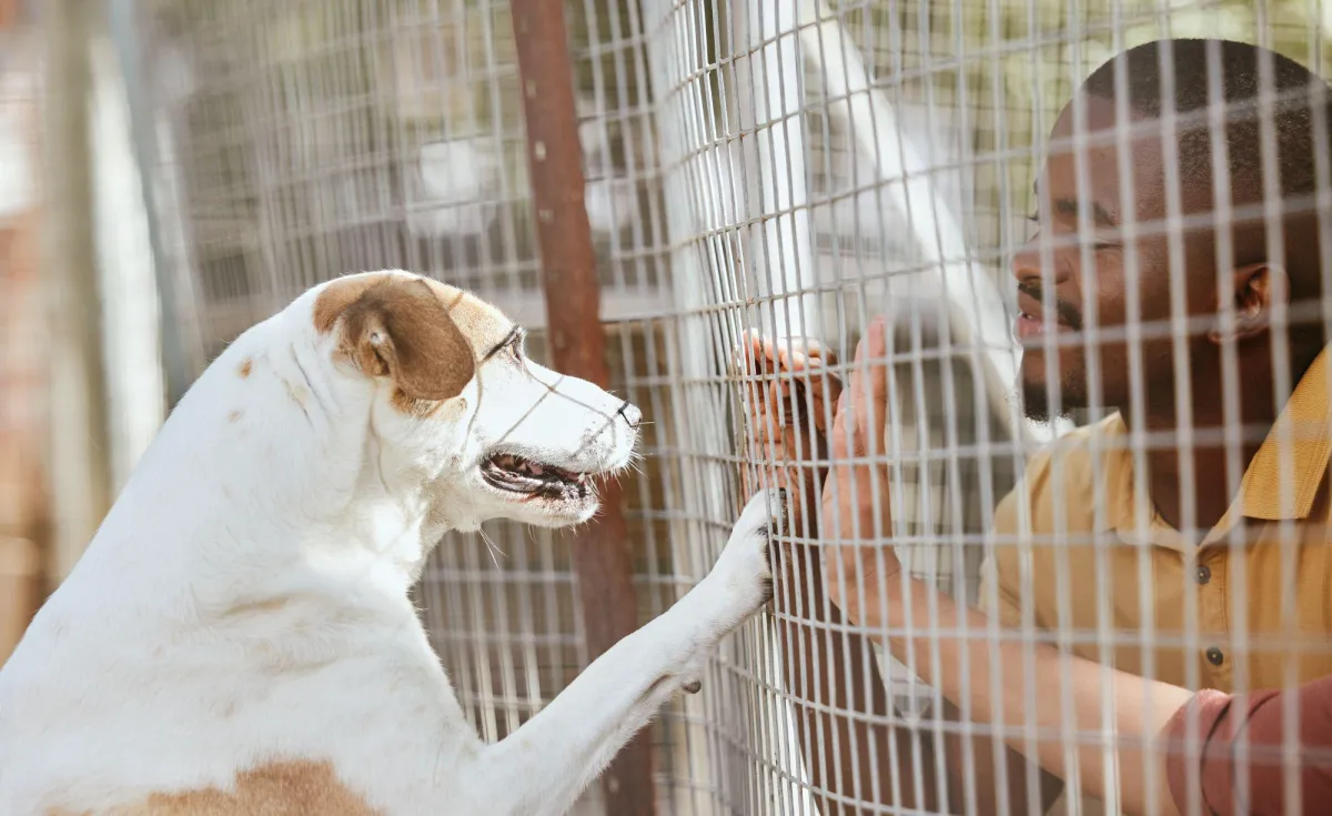humanimals