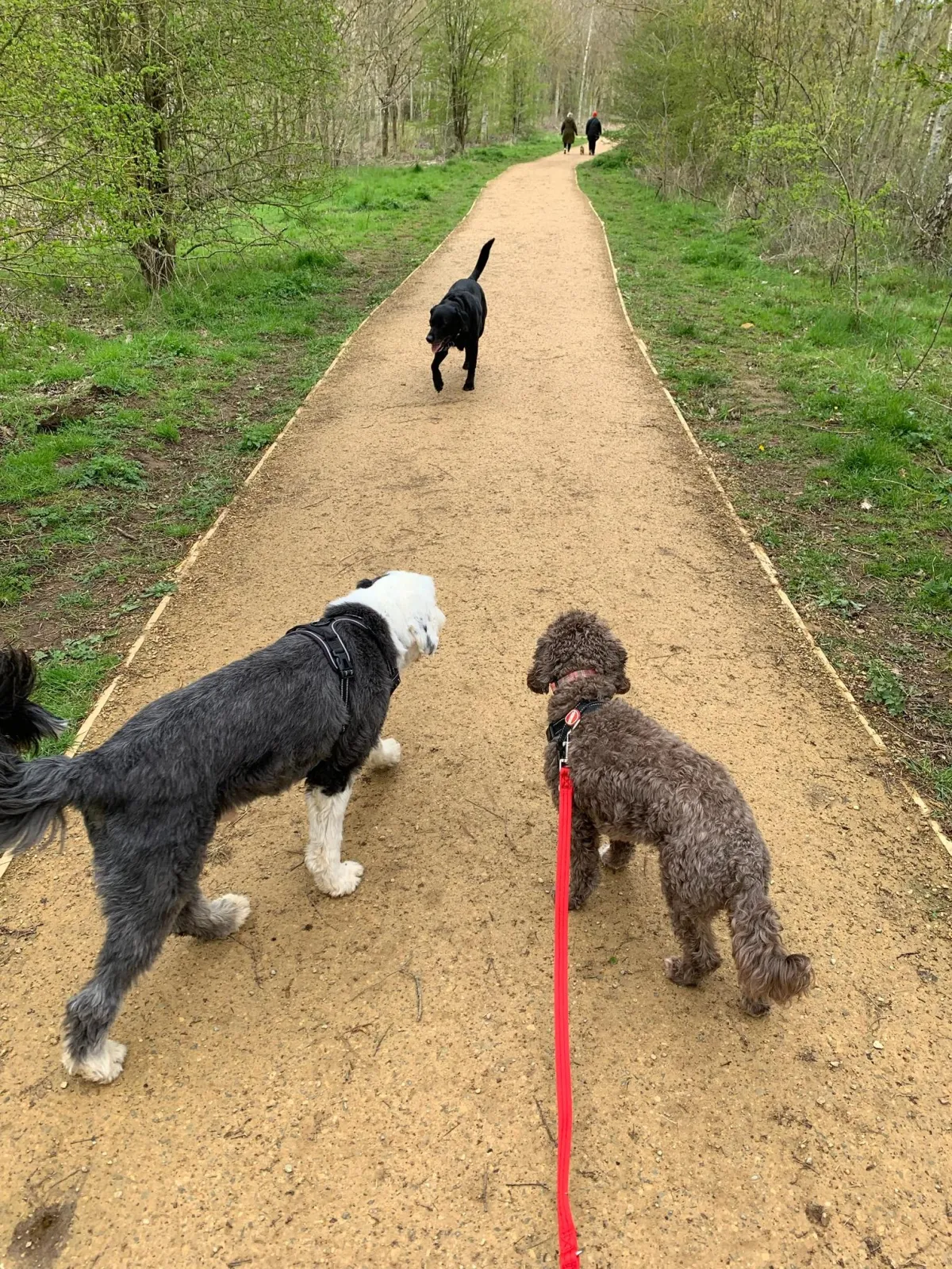 Group Dog Walk