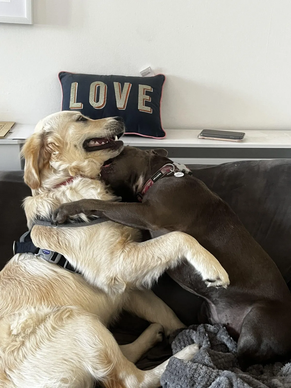 Dogs playing