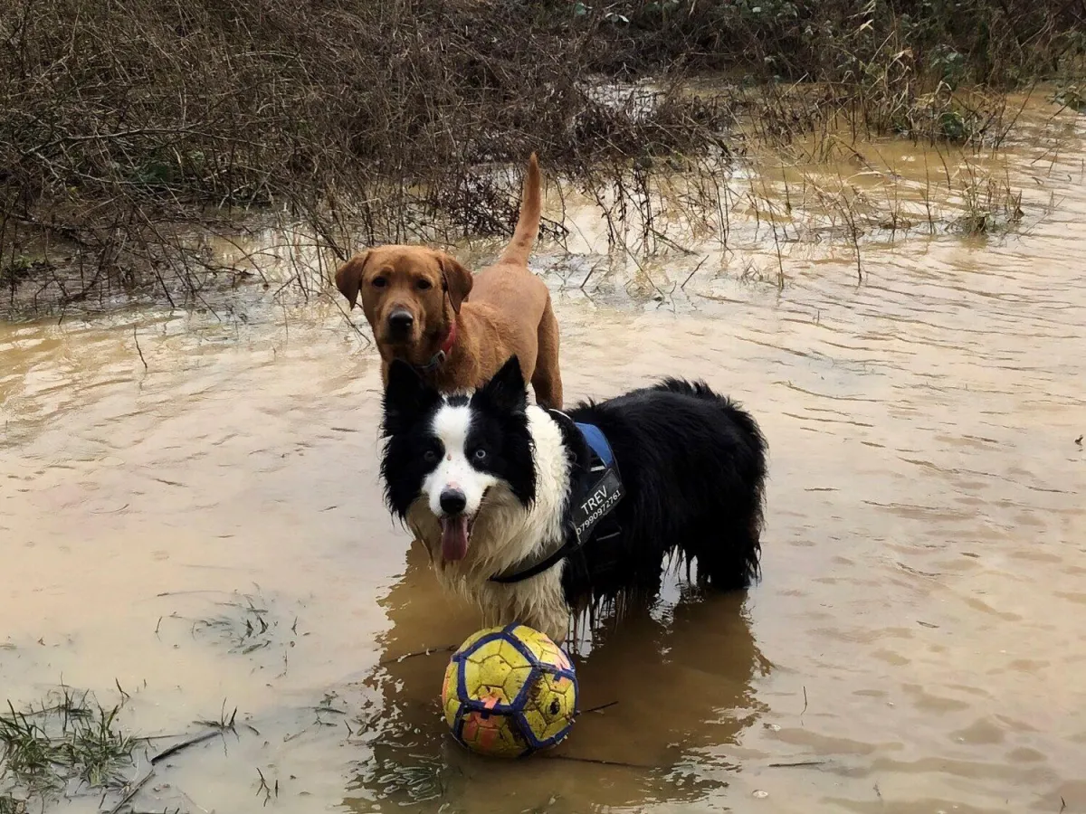 Dogs in muddy puddle