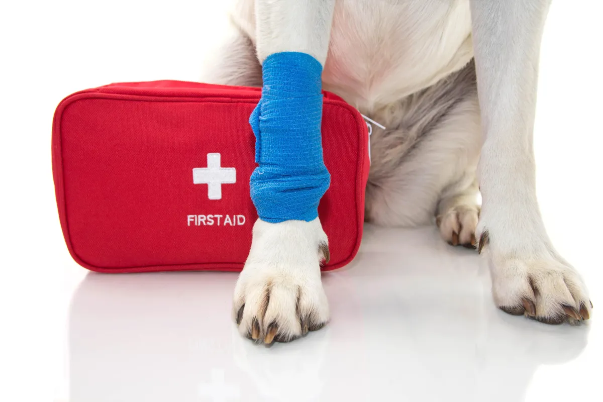 Pet First Aid