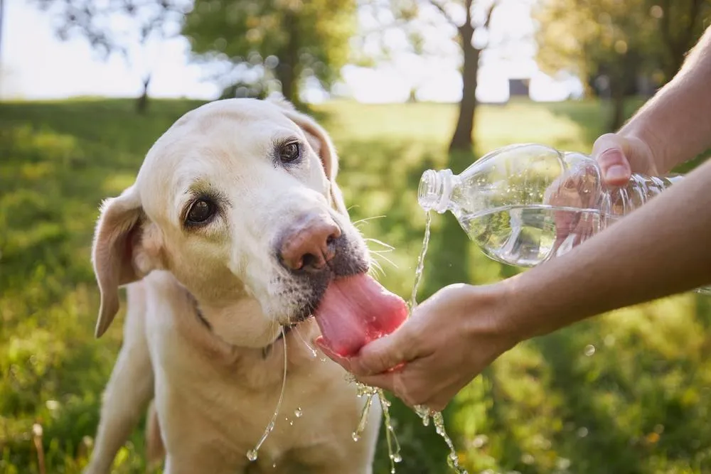 Dog drinking water