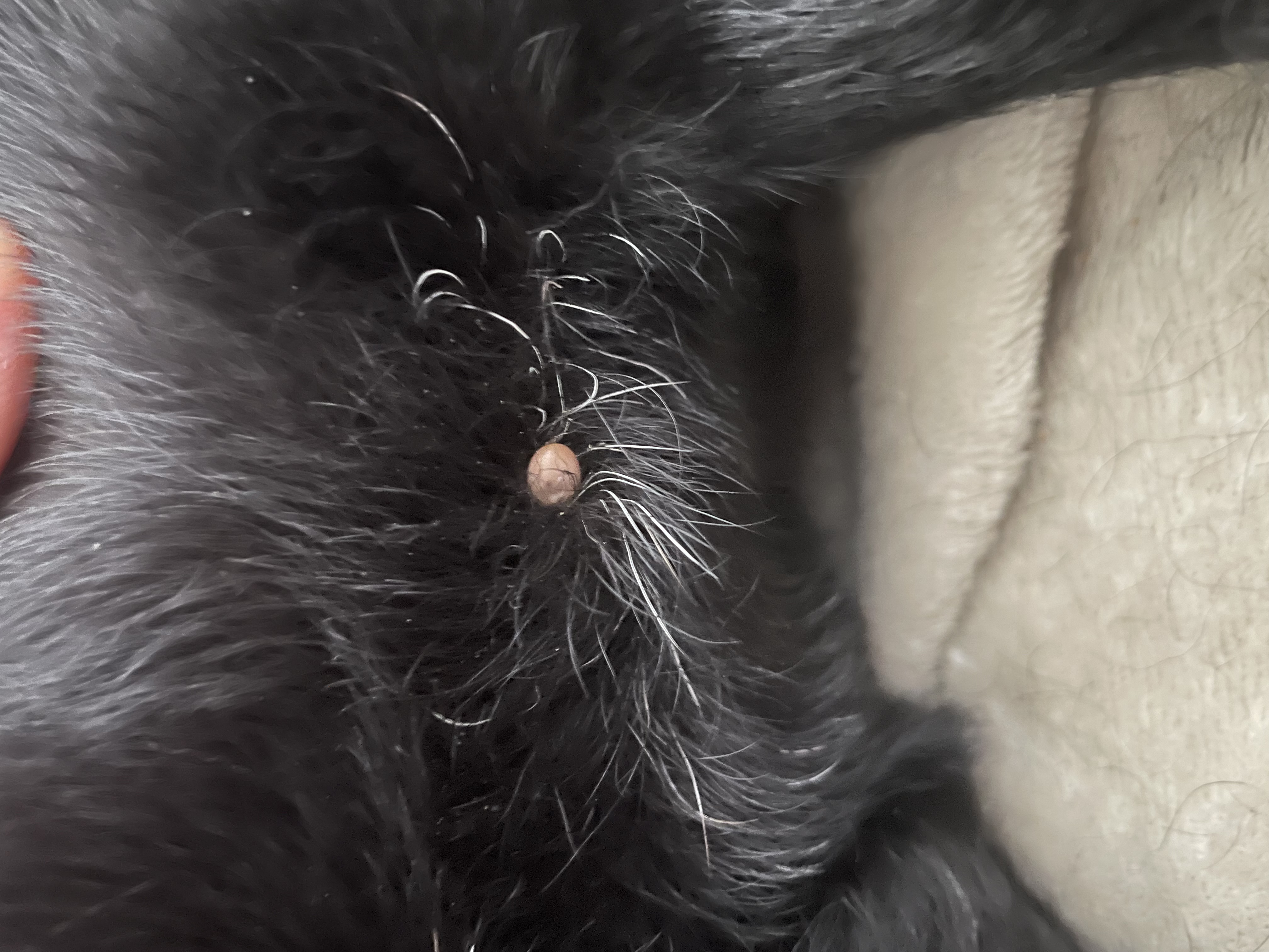 Tick on a dog