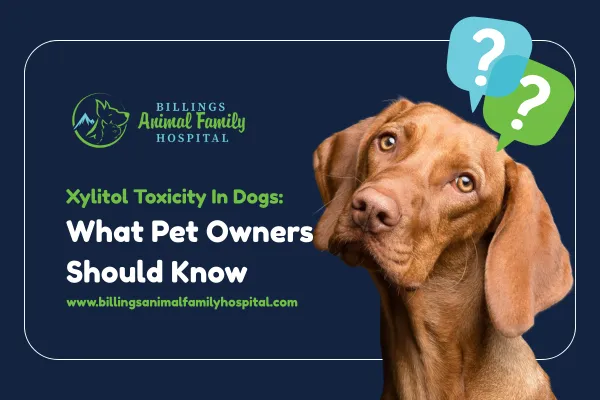 Xylitol Toxicity In Dogs | Billings Animal Family Hospital