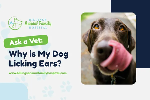 Why is My Dog Licking Ears? | Billings Animal Family Hospital