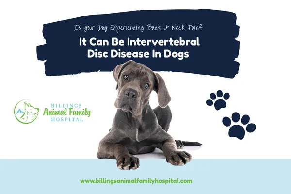 Intervertebral Disc Disease In Dogs | Billings Animal Family Hospital