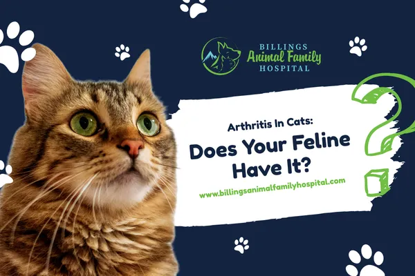 Arthritis In Cats: Does Your Feline Have It?