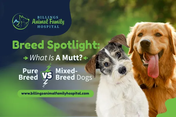 What Is A Mutt? Mixed-Breed Dog | Billings Animal Family Hospital
