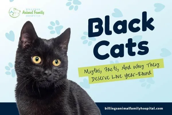  Black Cats: Myths, Facts, and Why They Deserve Love | Billings Animal Family Hospital