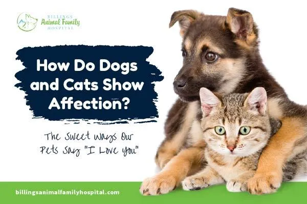 How do cats and dogs show affection? | Billings Animal Family Hospital