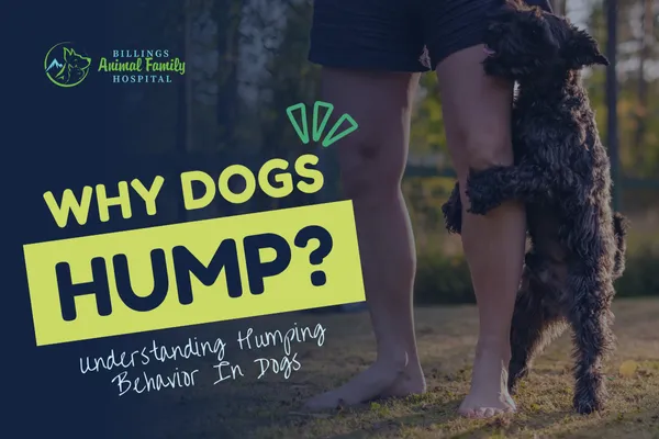 Why dogs hump things?
