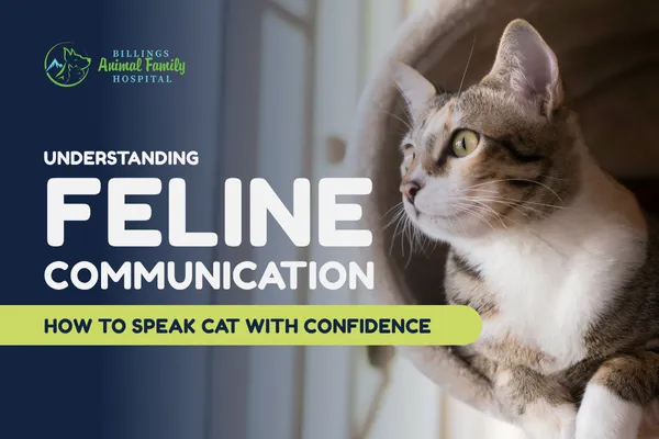 Feline Communication: How Cats Talk | Billings Animal Family Hospital