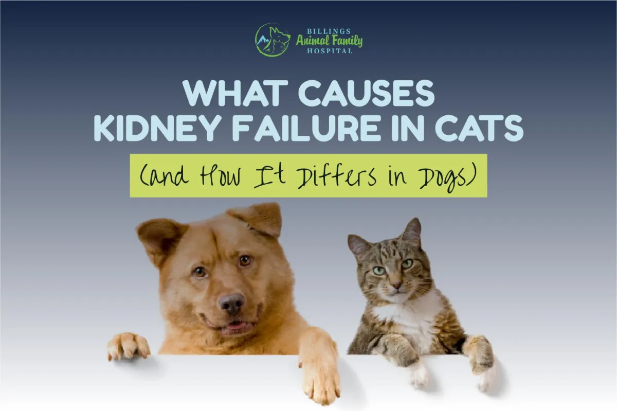 What Causes Kidney Failure in Cats & Dogs | Billings Animal Family Hospital