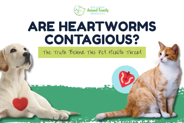 Are heartworms contagious in pets? | Billings Animal Family Hospital