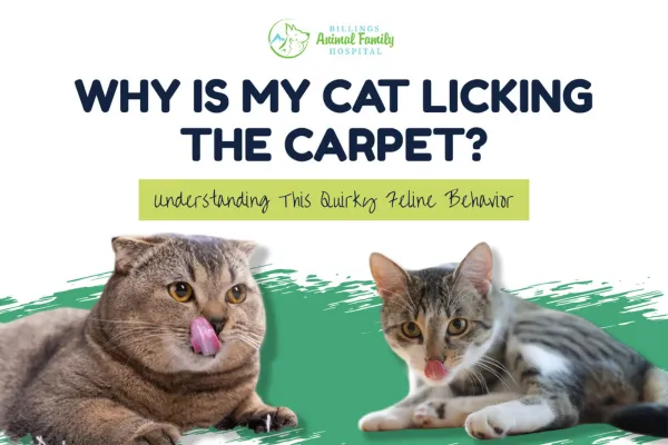 Why is My Cat Licking the Carpet? | Billings Animal Family Hospital
