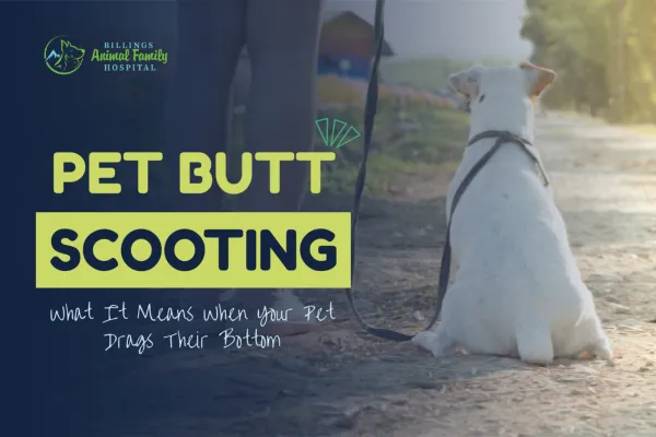 What Is Pet Butt Scooting? | Billings Animal Family Hospital
