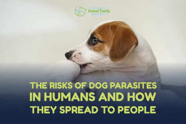 Risks of Dog Parasites in Humans | Billings Animal Family Hospital