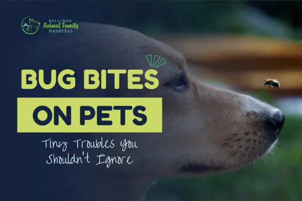 Are Bug Bites On Pets Harmful? | Billings Animal Family Hospital