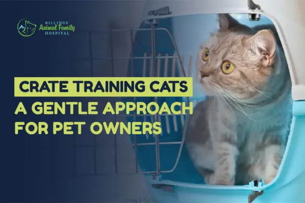 Tips For Crate Training Cats | Billings Animal Family Hospital