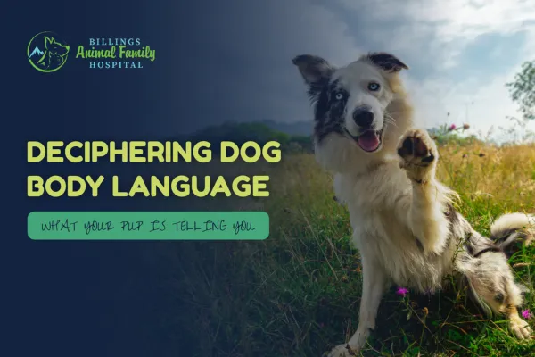 Deciphering Dog Body Language: Billings Animal Family Hospital