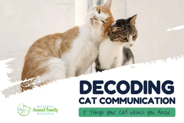 Understanding Cat Communication and What Your Feline Wants
