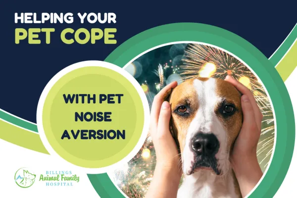 Pet Noise Aversion: How to Help Dogs and Cats Stay Calm
