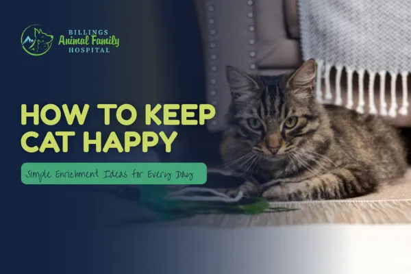 How to Keep Your Cat Happy | Billings Animal Family Hospital