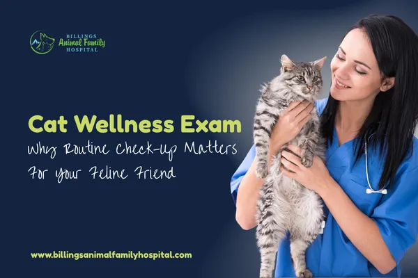 Why Cat Wellness Exams Matter | Billings Animal Family Hospital