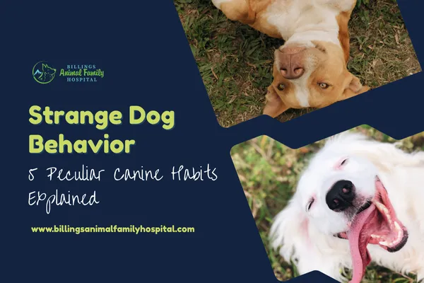 Strange Dog Behavior Explained | Billings Animal Family Hospital