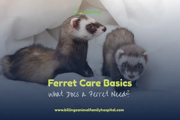 Ferret Care Basics: What Does a Ferret Need?