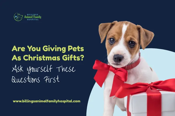 Giving Pets As Christmas Gifts: Is It A Good Idea?