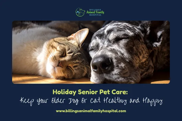 Holiday Senior Pet Care Guide For Older Dogs And Cats