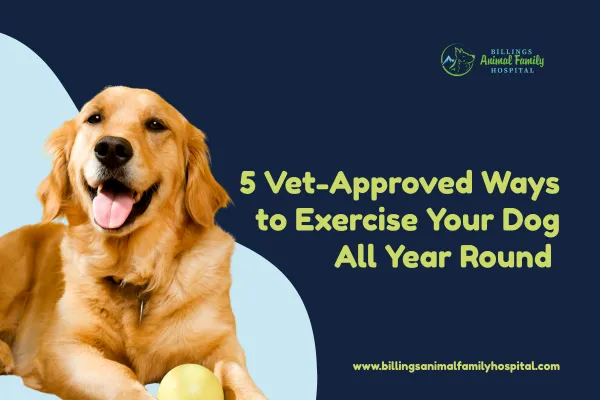 5 Vet-Approved Ways to Exercise Your Dog All Year Round 