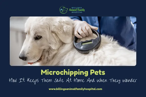 Microchipping Pets: Keep Them Safe At Home & Outside