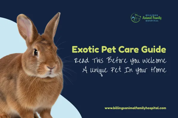 Exotic Pet Care Guide For First-Time Exotic Pet Owners