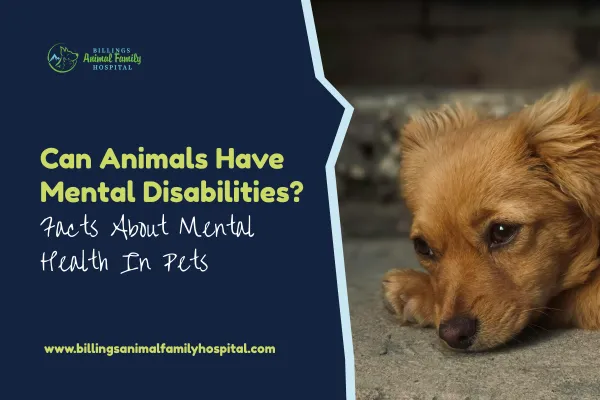 Can Animals Have Mental Disabilities? Facts On Pet Mental Health