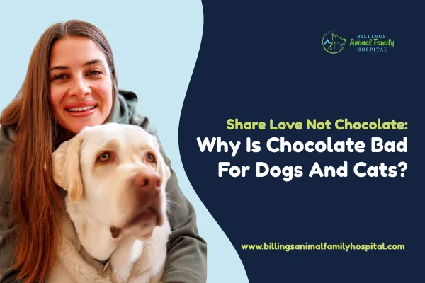 Did Your Pet Eat Chocolate? Why It Is Bad for Dogs & Cats