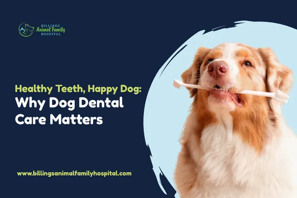 Dog Dental Care Tips for Healthier Teeth and Gums