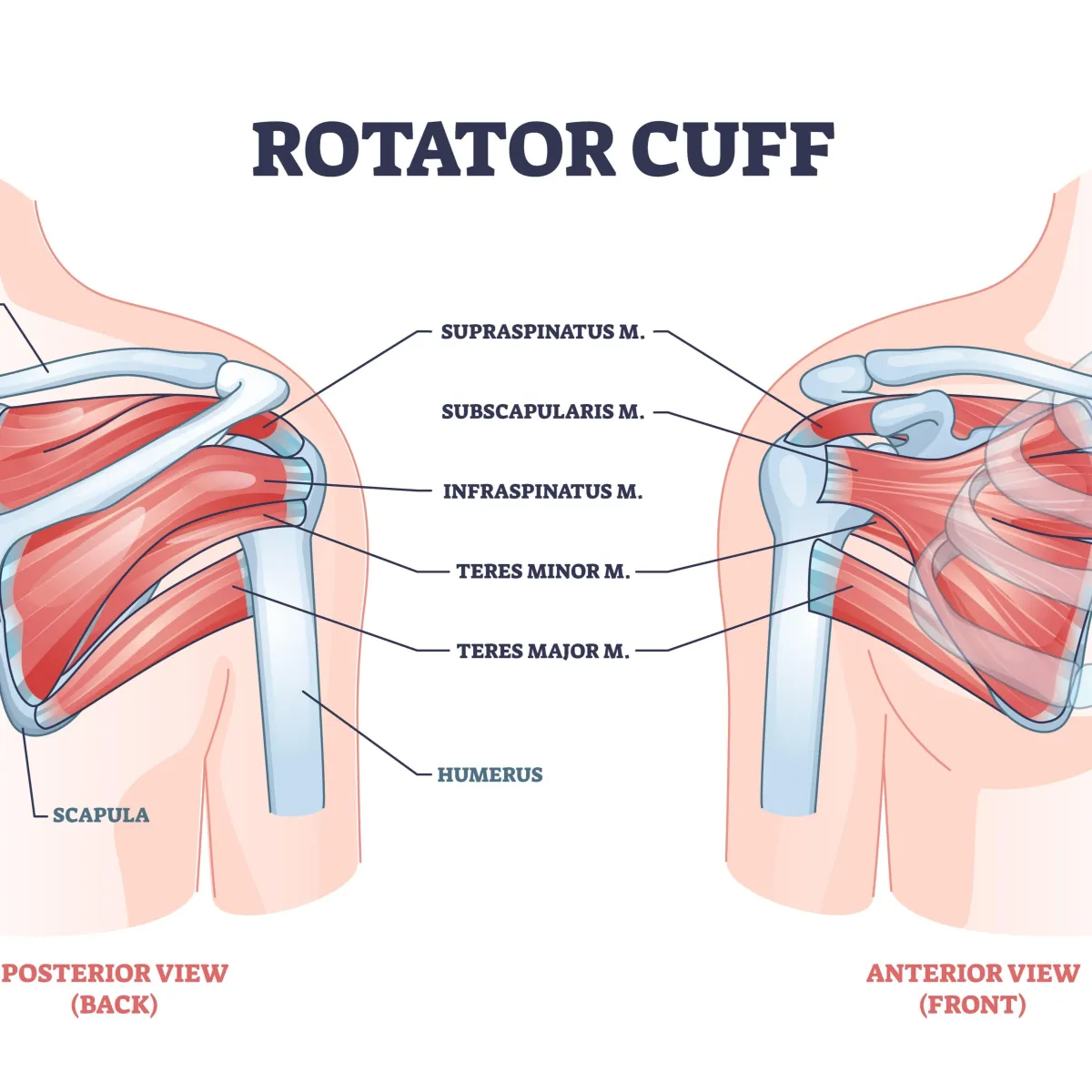 anatomy of the rotator cuff