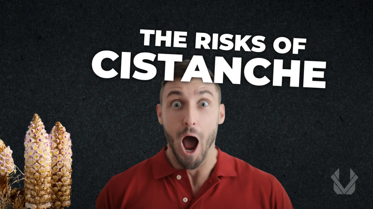 cistanche benefits and risks