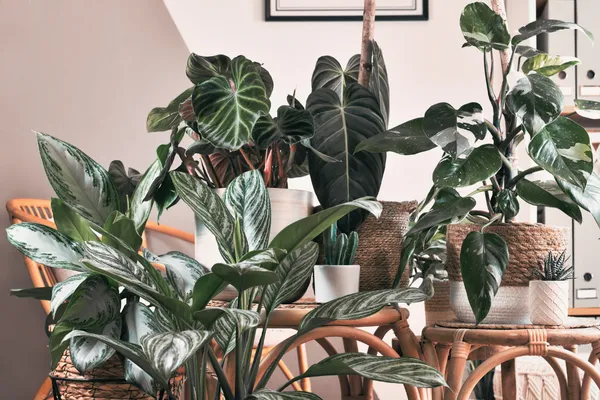 Look After Houseplants Like a Pro: 8 Smart and Confident Tips for Summer
