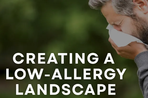 Creating a Low-Allergy Landscape: A Guide for Pollen-Sensitive Gardeners