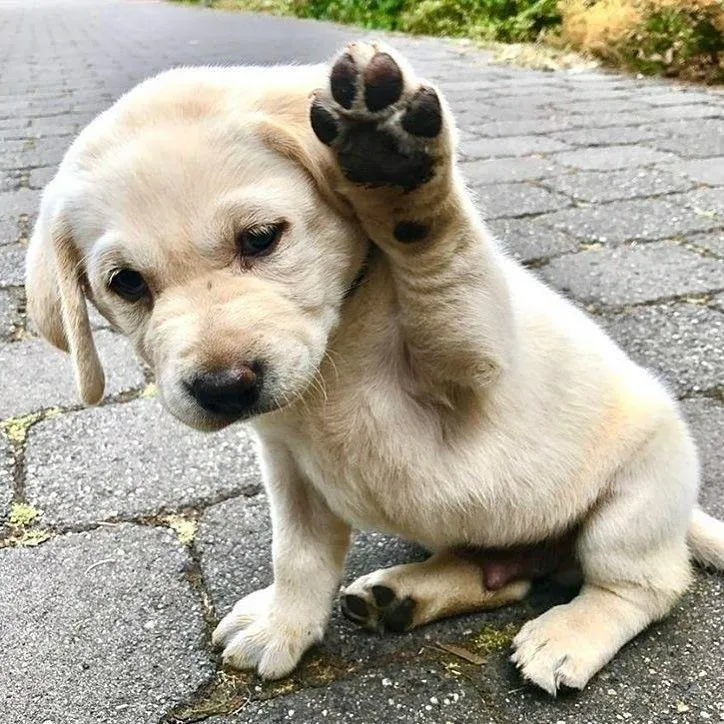 happy dog