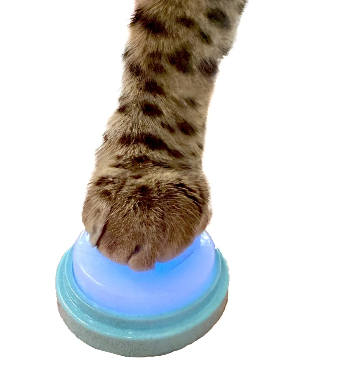 asking cat presses talking button