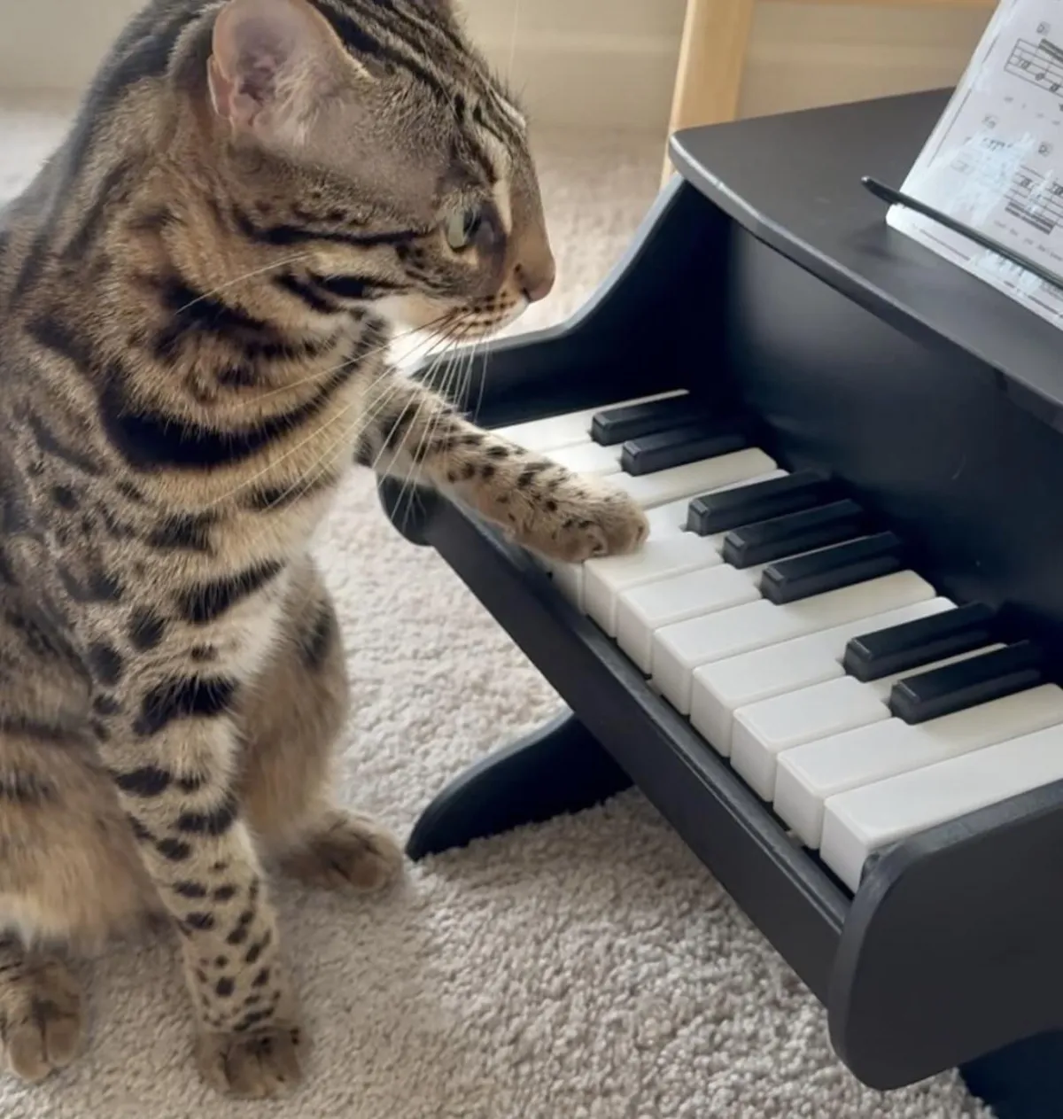 Cat playing the Pet Piano