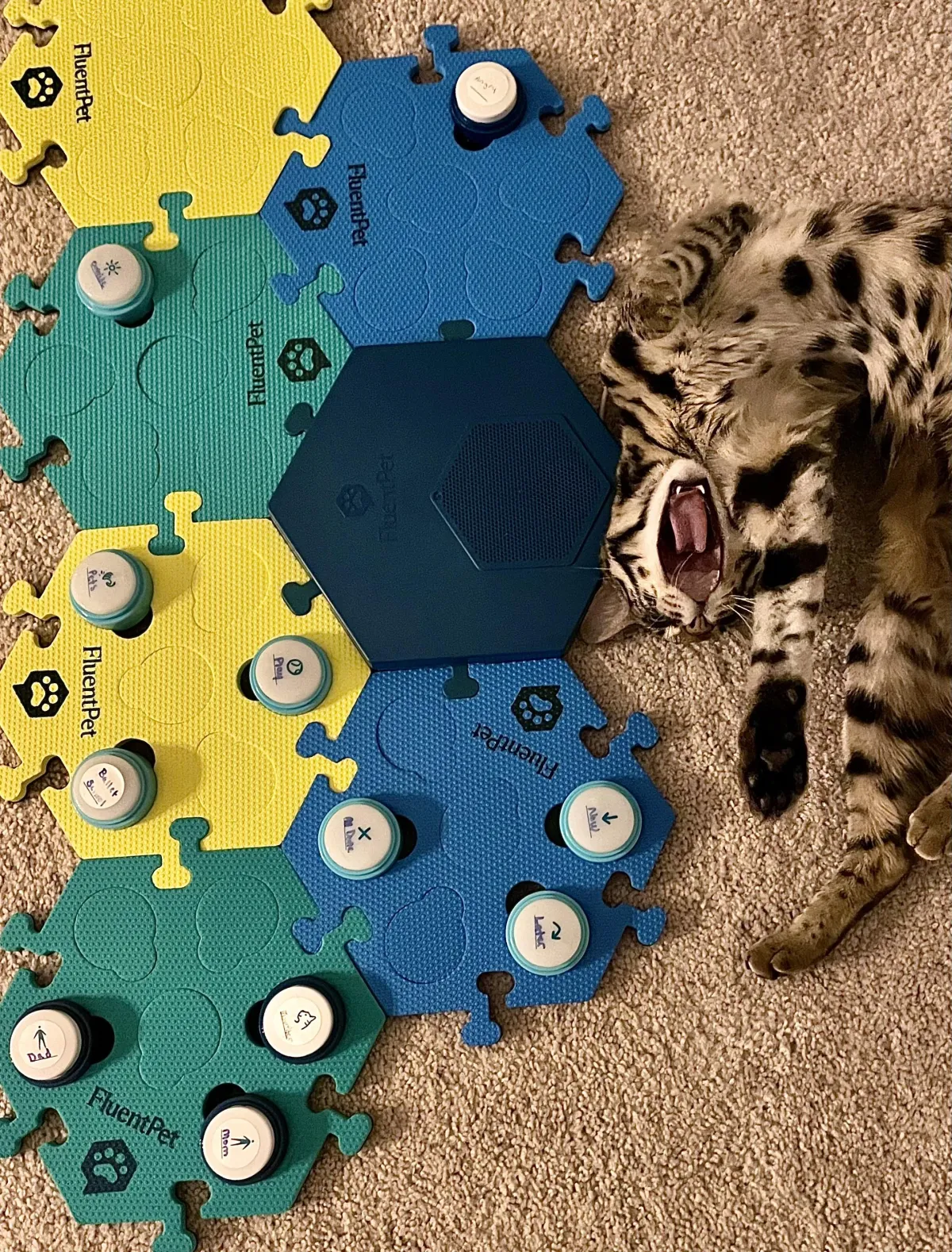 Why I Introduced Buttons to Flounder the Cat: A Journey from Chaos to Communication