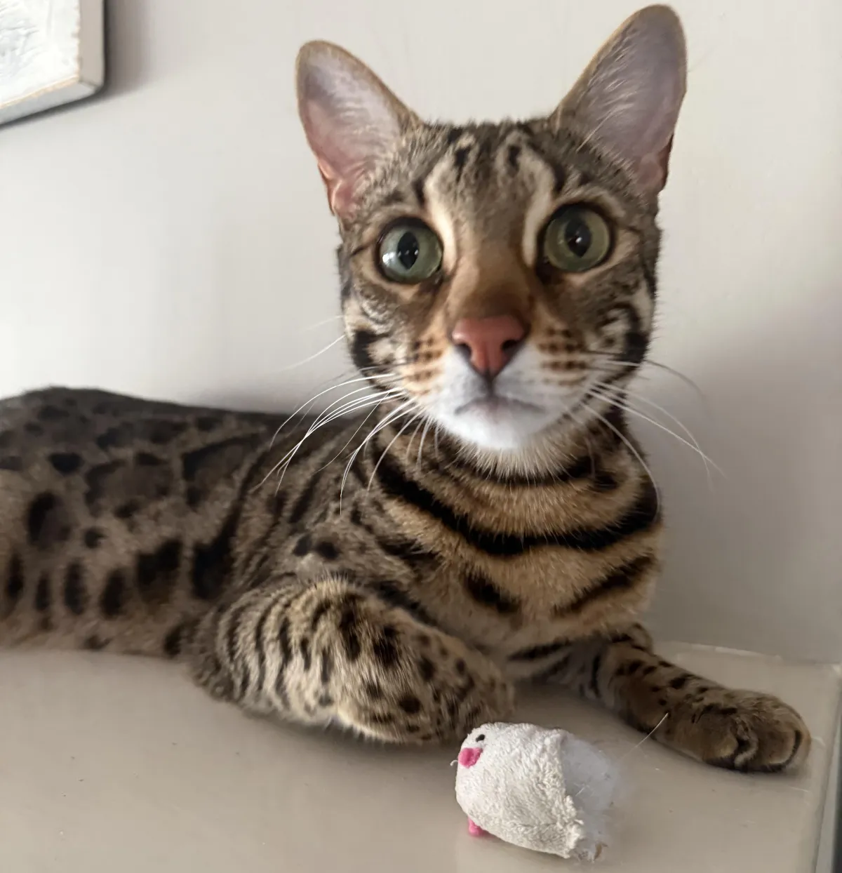 How Much Does Breed Matter? Essential Tips for Pet Lovers