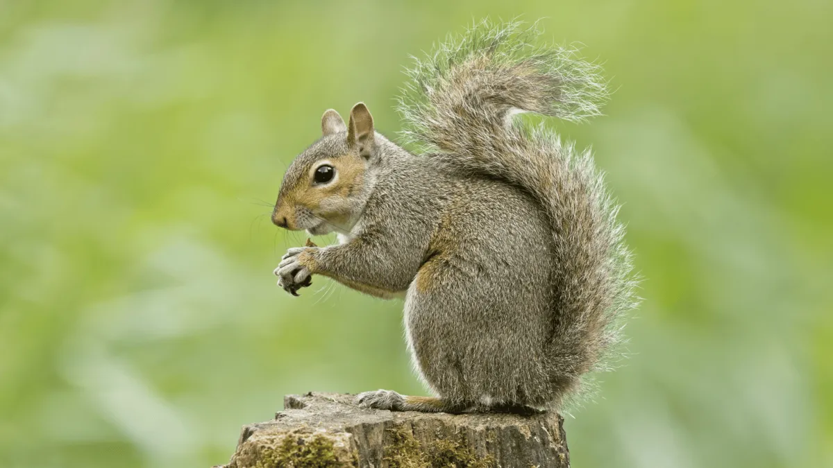 Squirrel on a log