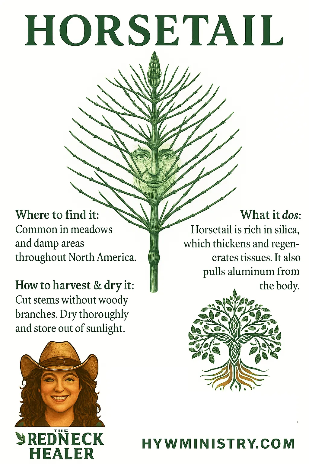 Horsetail, silica, aluminium, heavy metals