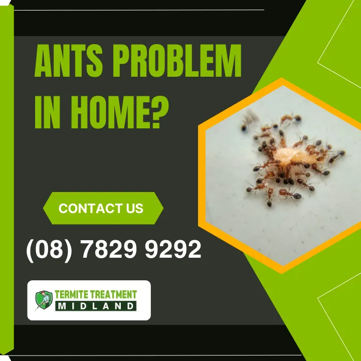 pest-control-midland-ants